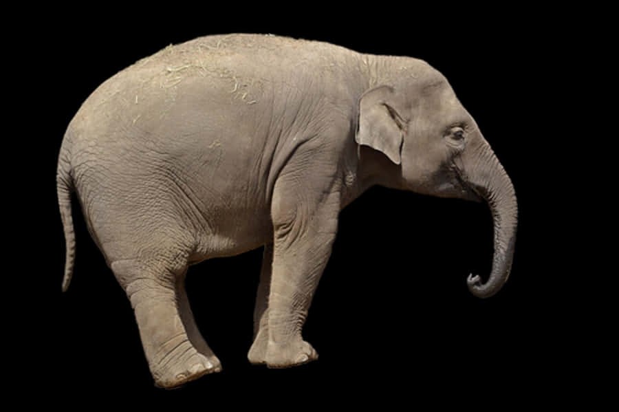 Asian Elephant Profile Black Background
