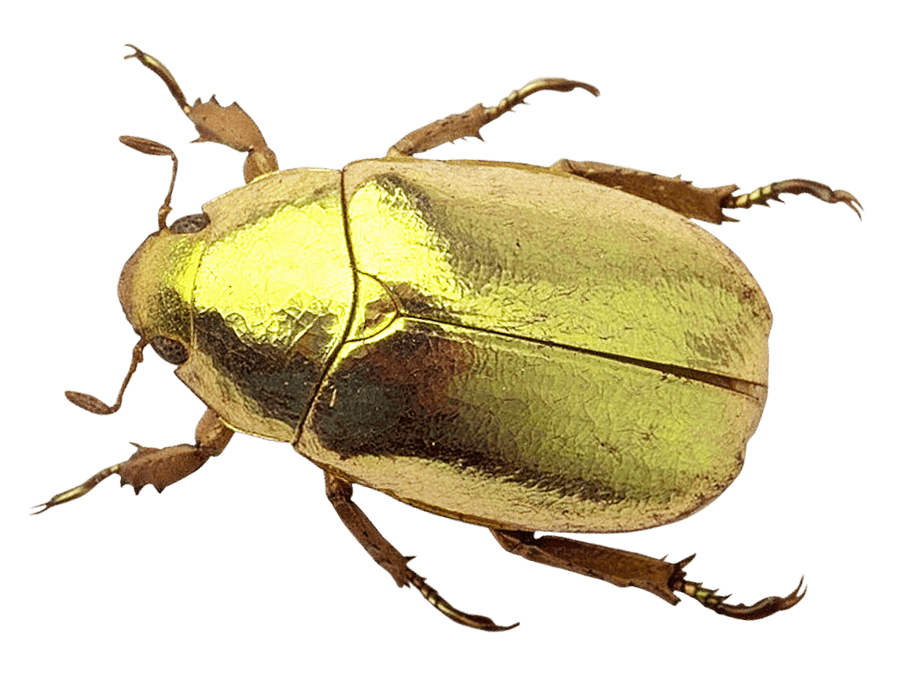 Golden Beetle Isolated Background