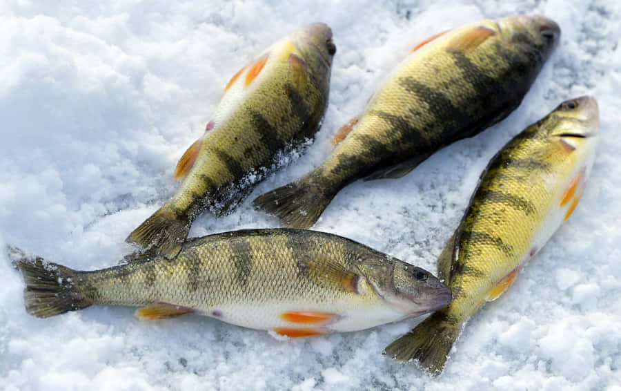 Pesca di Persici in Inverno