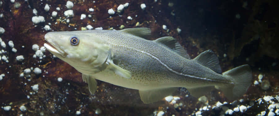 Habitat Natural do Cod Arctic.jpg
