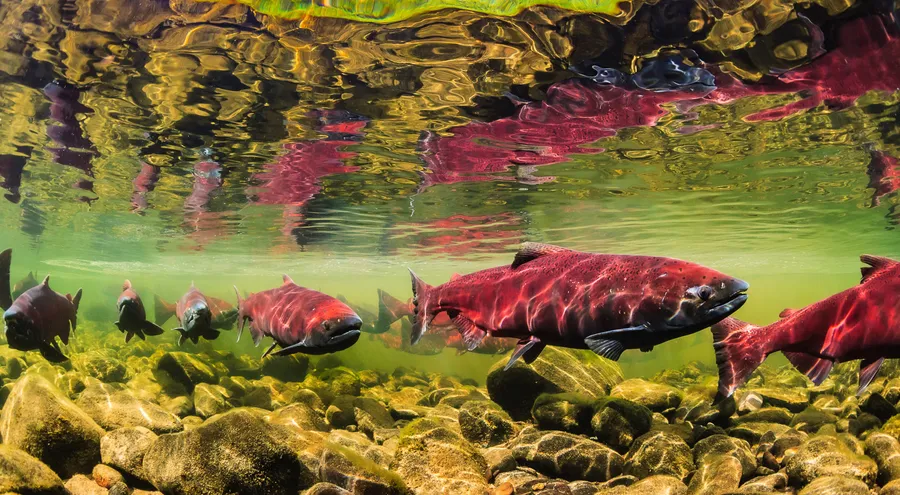King Salmon Spawning Stream