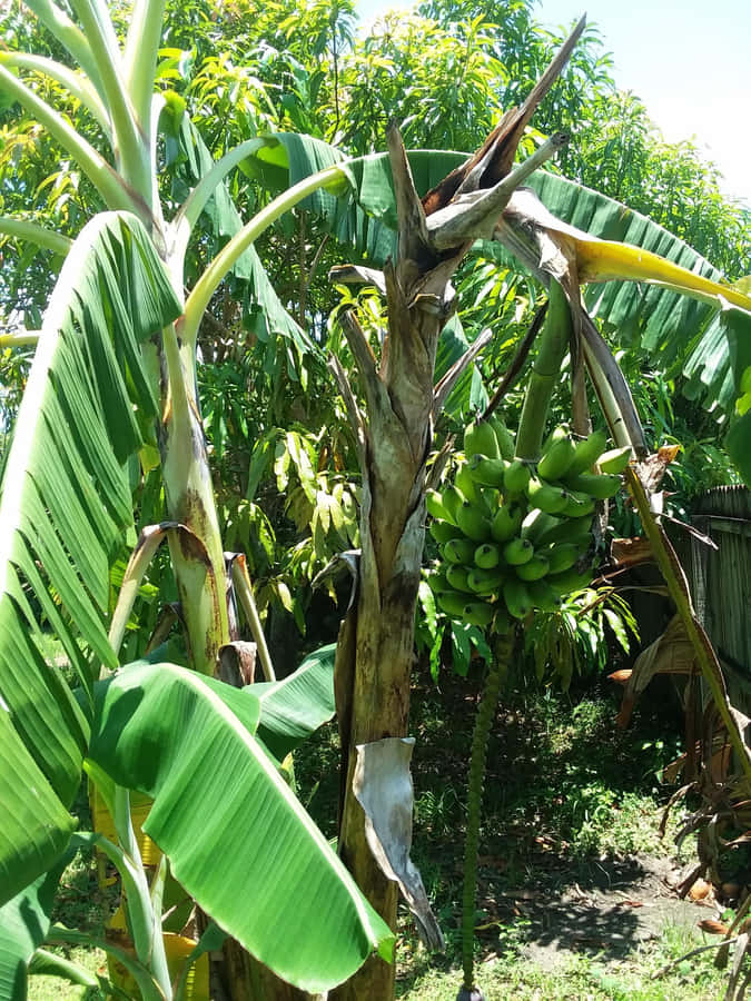 Et oasis af farverige frugter - En banantræ