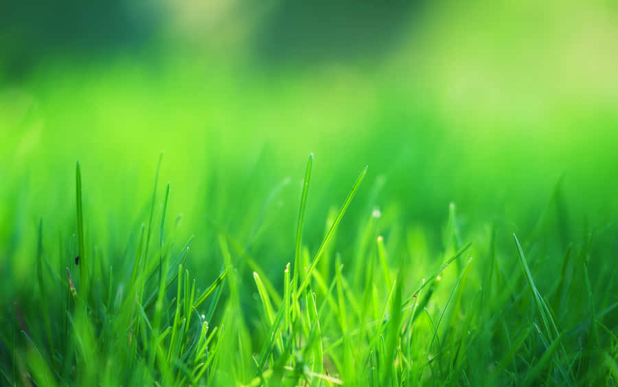 Apreciandoa beleza da grama verde sem fim