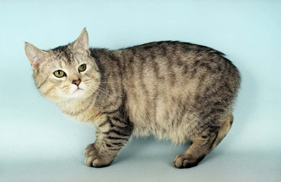ManxKatze 1024 x 662 Hintergrundbild