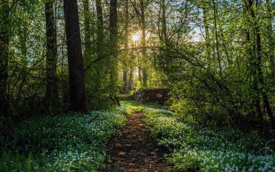 Spring Time Forest Bloom wallpaper.