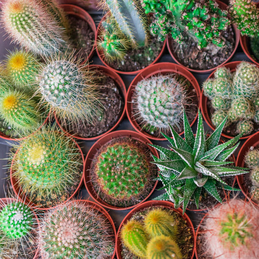 Aproveitea beleza vibrante das plantas de cactos em sua casa.