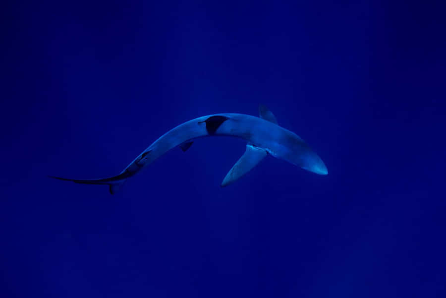 Squalo Blu nell'Oceano Blu Profondo