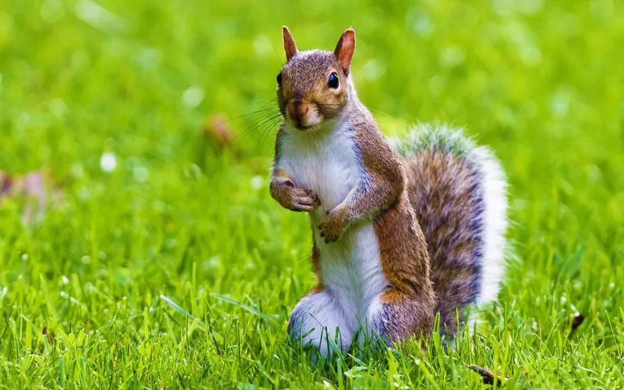 Squirrel background