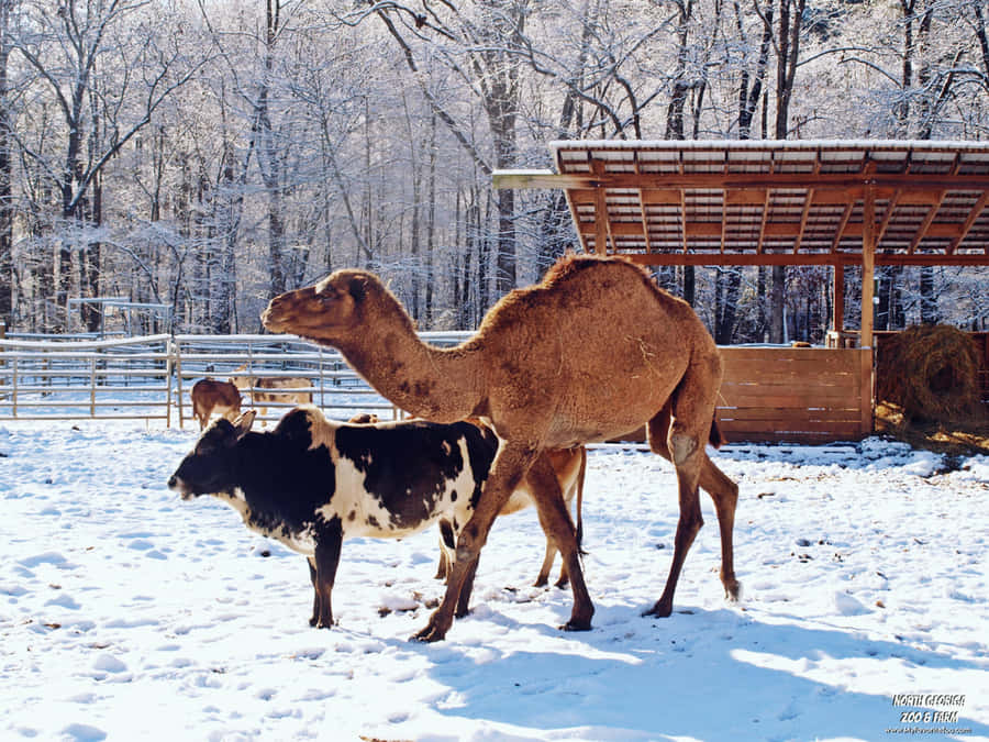 Billedeaf Helen Georgia Wildlife og Safari Park.