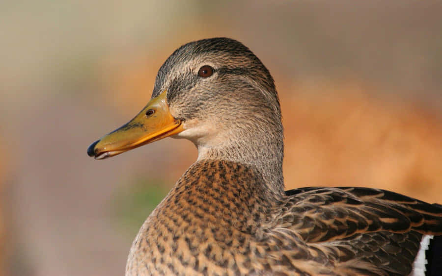 Nahaufnahme von einer Stockente