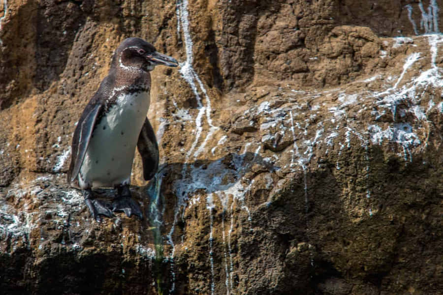 Galapagos-Pinguin steht an der felsigen Küste