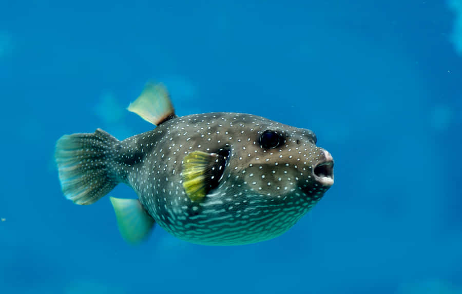 Pesce palla maculato che nuota in acqua blu