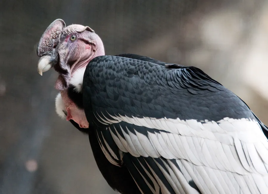 Andean Condor Close Up