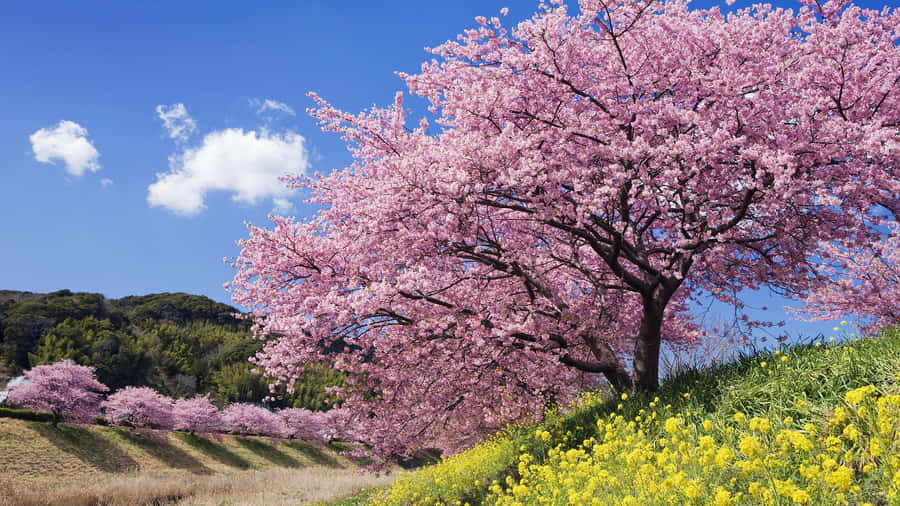 umcampo de flores amarelas e árvores na primavera