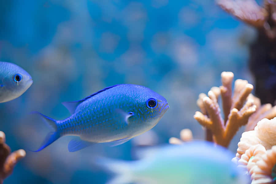 Peixe Chromis Azul de Recife