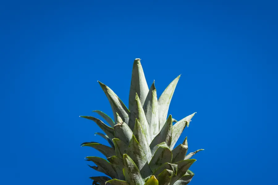 Pineapple Sharp Leaves