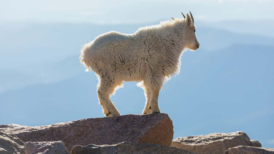 Bergziege, die den Horizont betrachtet