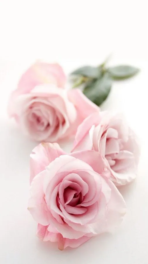 Pretty Flower