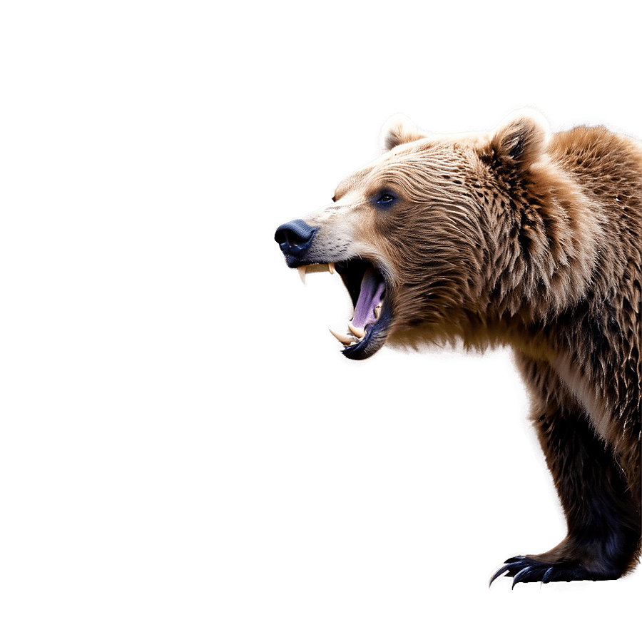Brown Bear Growling PNG yyp