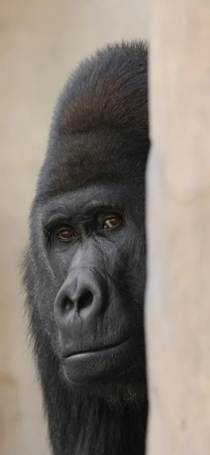 Sneaking Gorilla Iphone