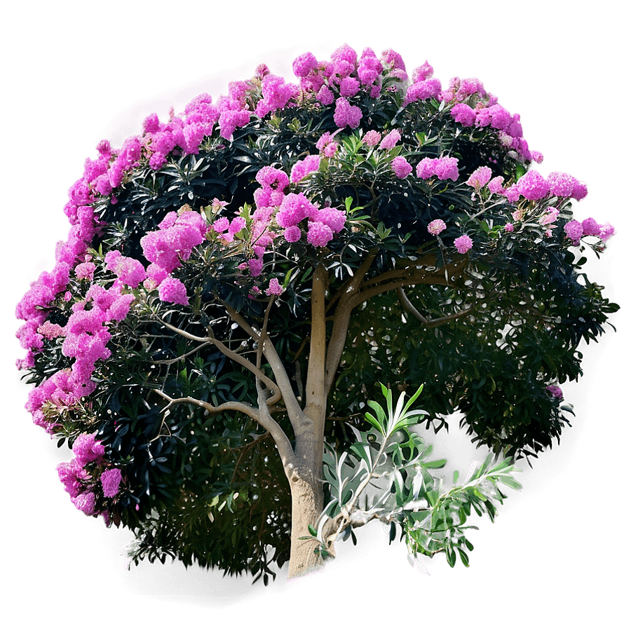 Crepe Myrtle Canopy View PNG 50