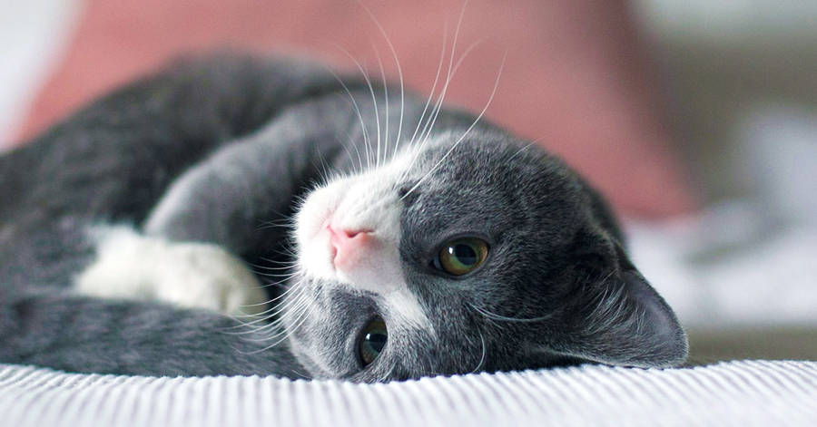 Immagine del gatto a testa in giù