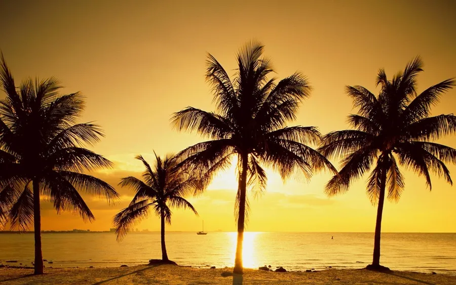 Palm Tree Background