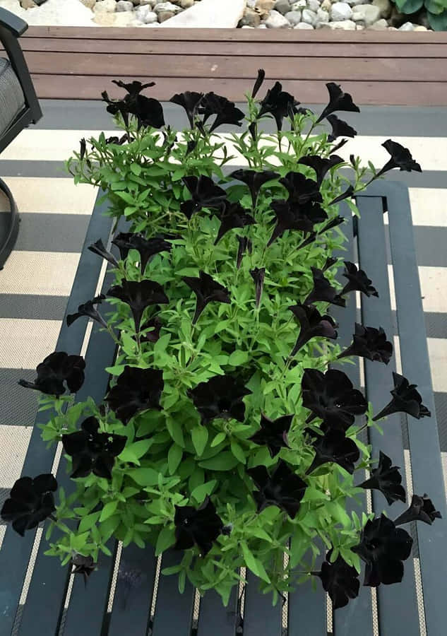 ensort plantekrukke med blomster på det