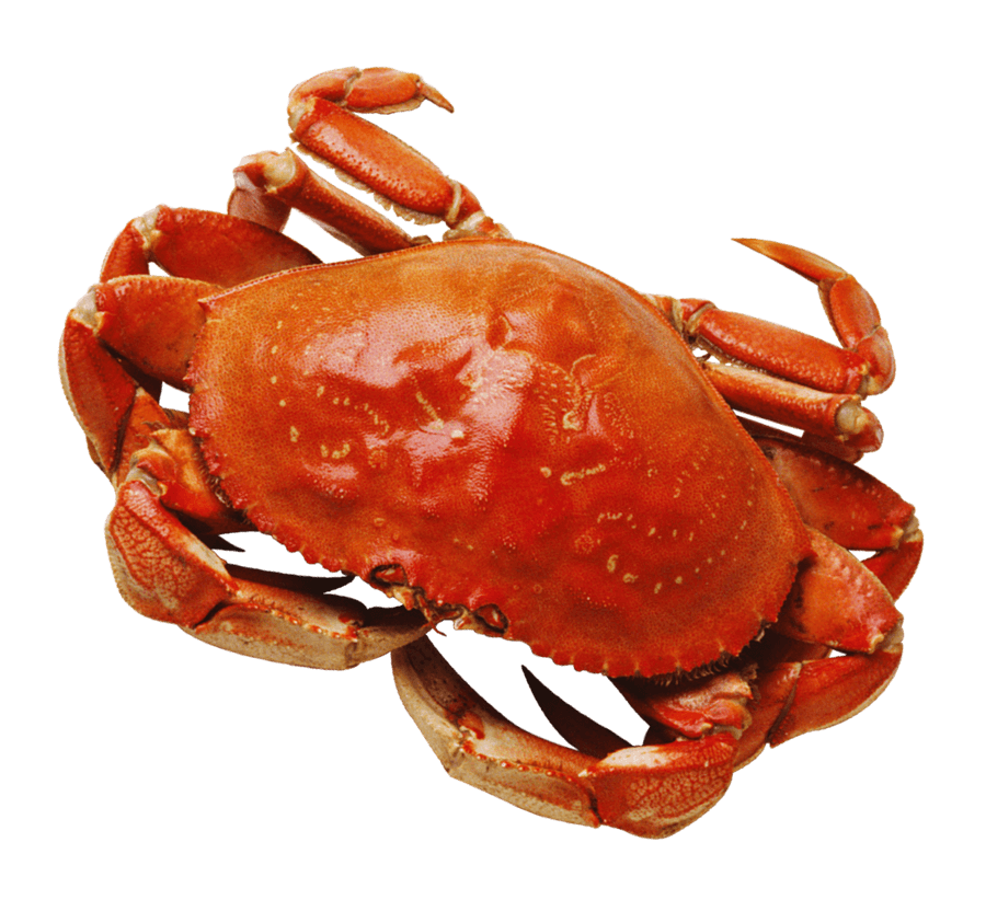 Red Crab Isolatedon Blue Background.png