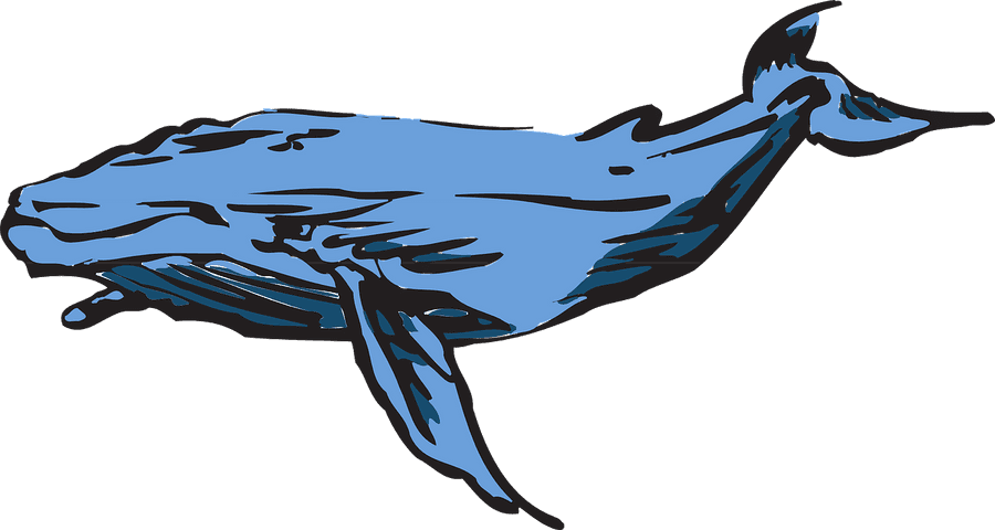Blue Whale Illustration