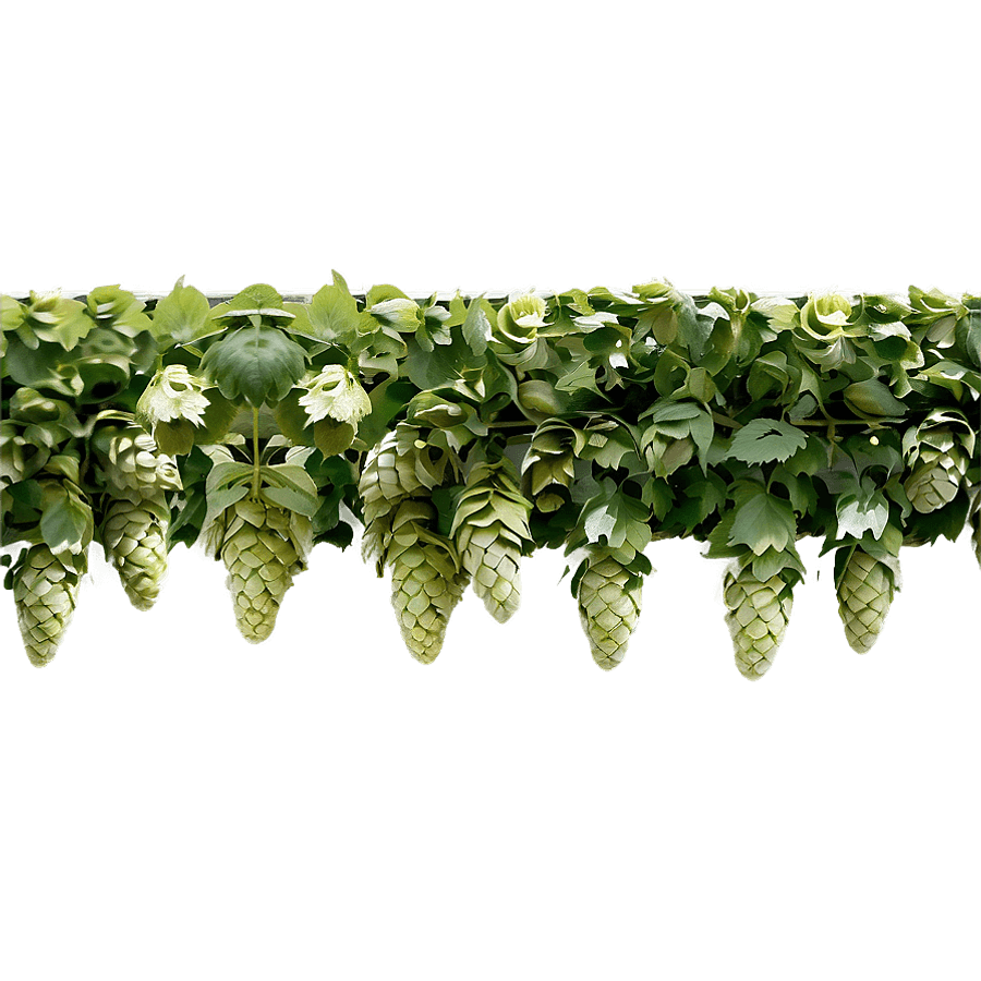 Hops Field Panorama PNG 06292024