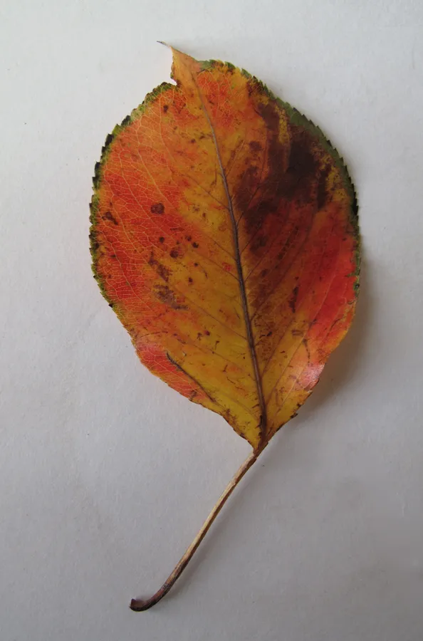 Leaf pictures
