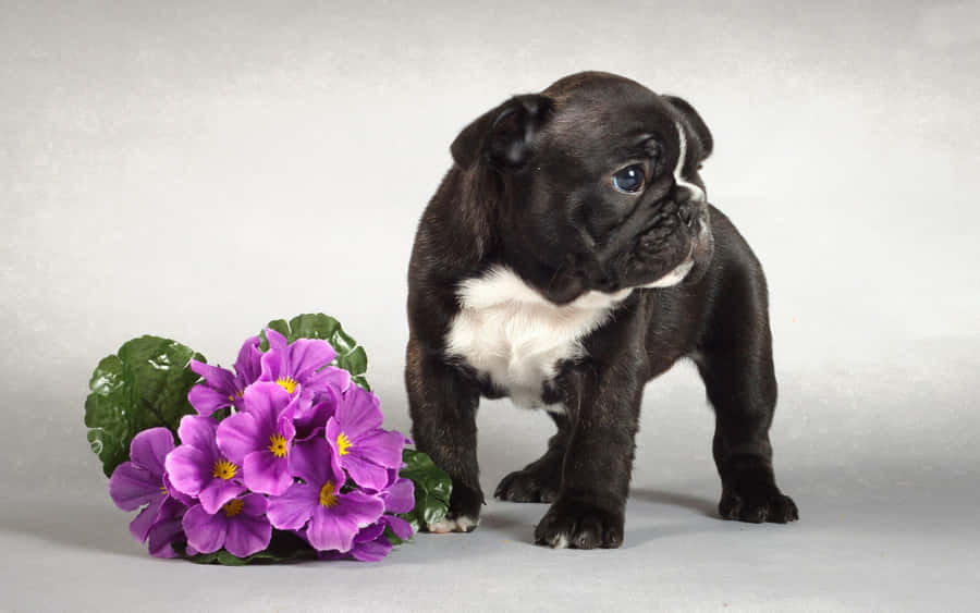 Sødblomster hvalpe bulldog billede.