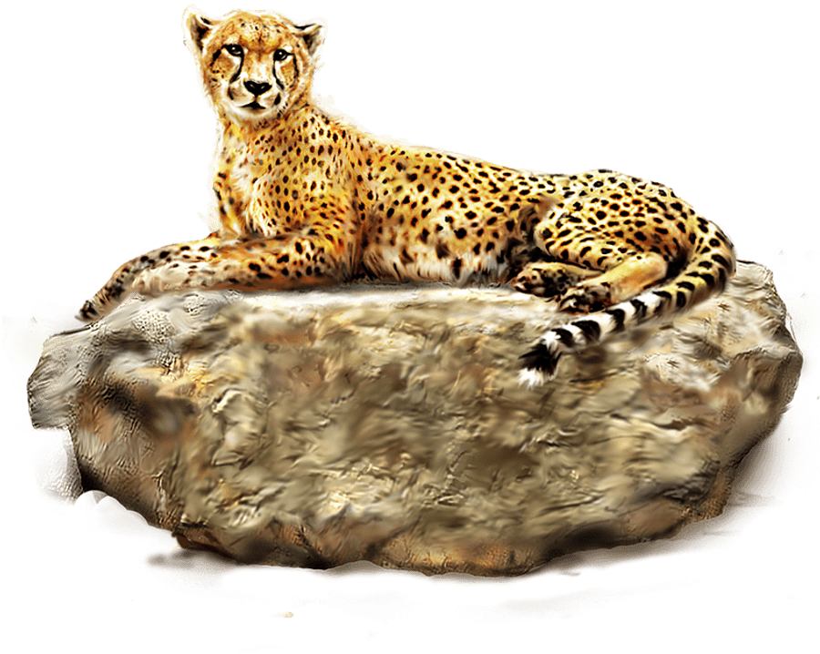 Resting Cheetahon Rock