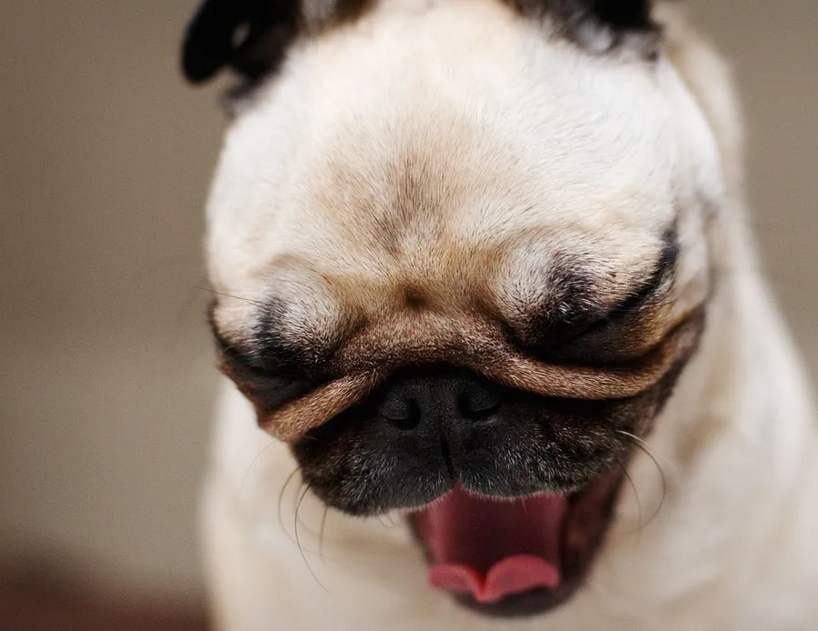 Pug pictures