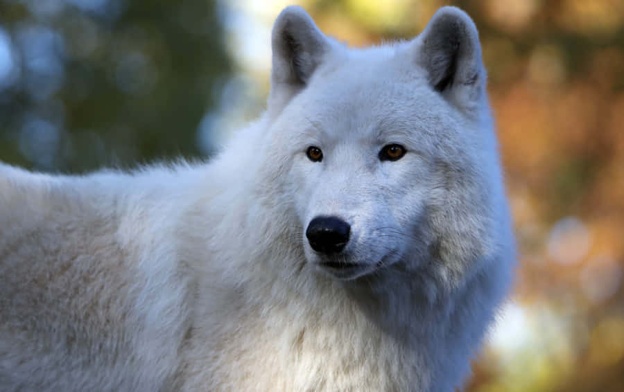 ArktischerWolf 3000 x 1887 Hintergrundbild