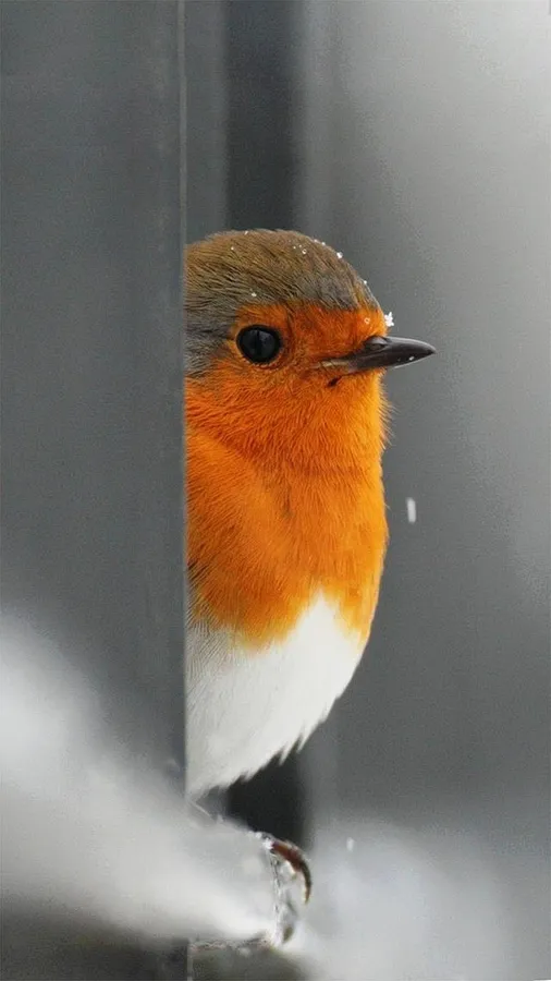 Bird Iphone