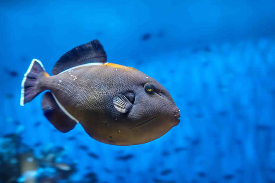 Triggerfisch Schwimmen Blaues Wasser Hintergrund