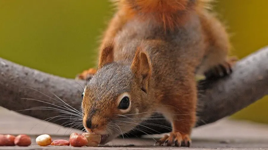 Squirrel Biting Peanut wallpaper