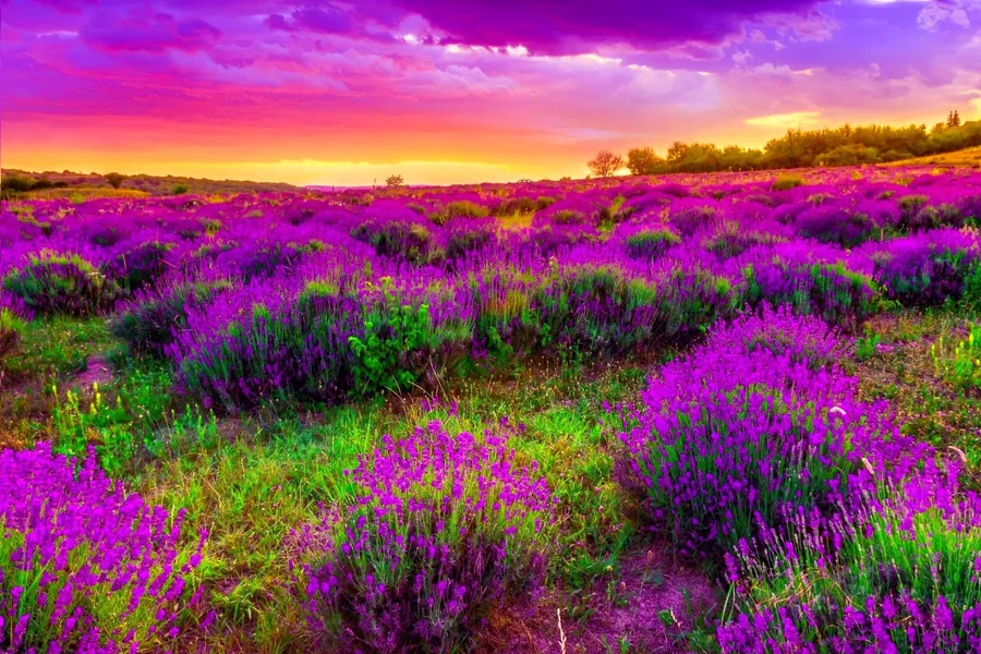 Most Beautiful Spring