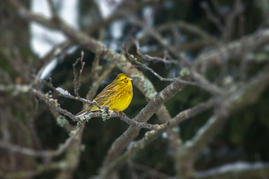 "Yellowhammer"1280 x 853 tapet.