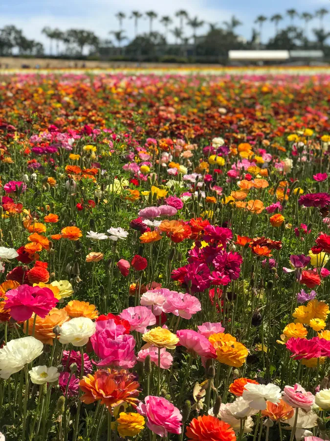 Flower Field background