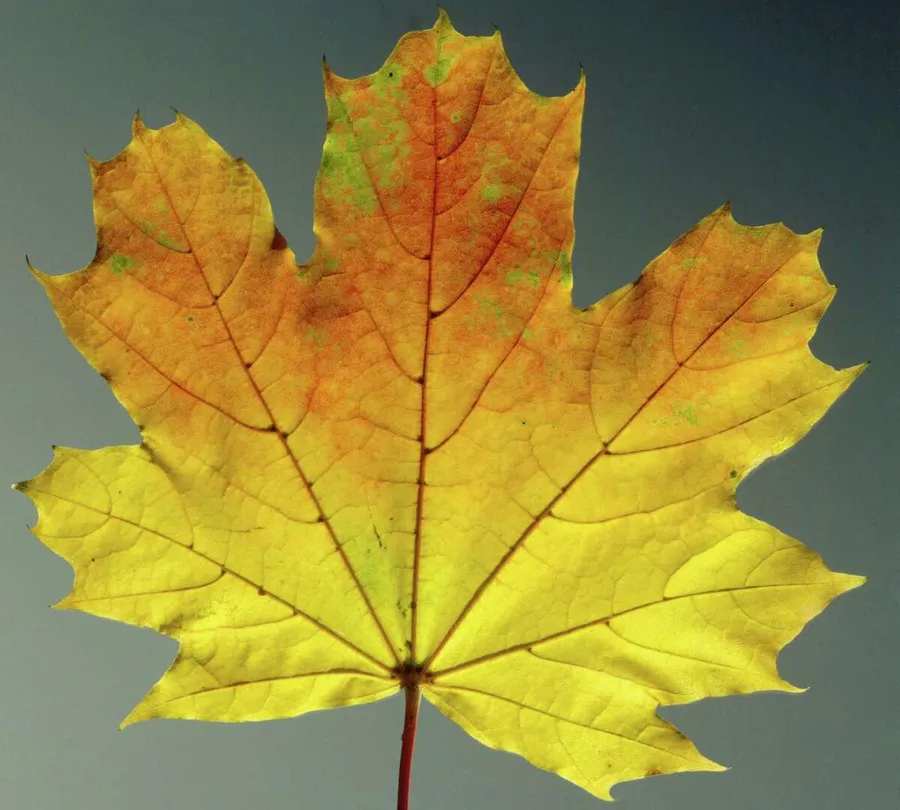 Maple Leaf Pictures
