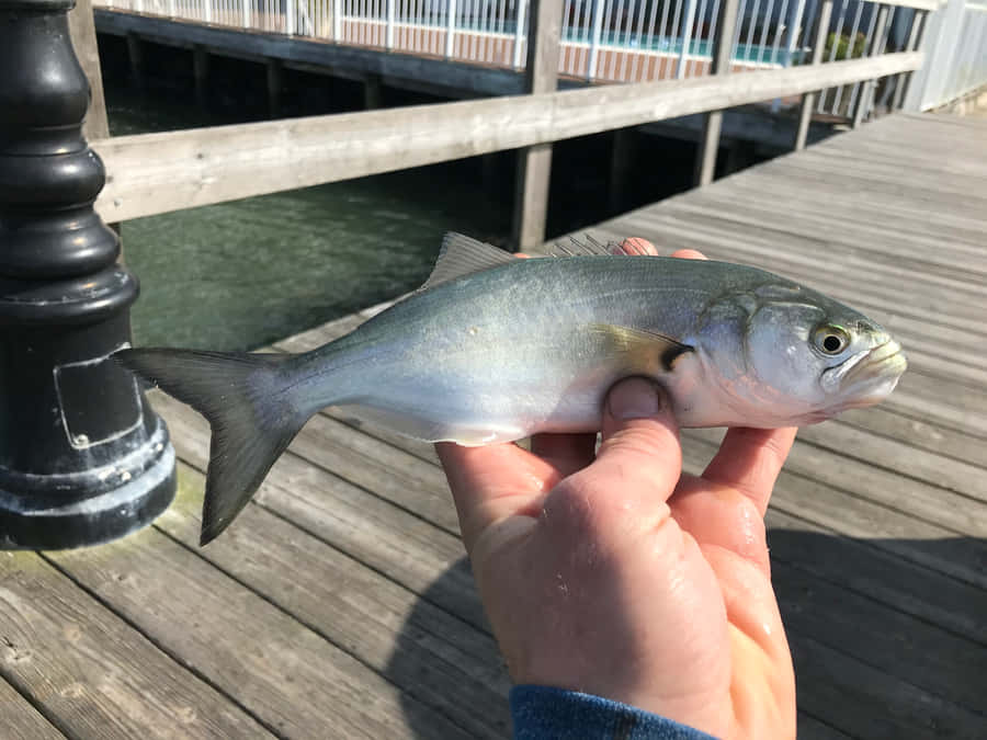 Peixe Azul Recém-Pescado no Pier