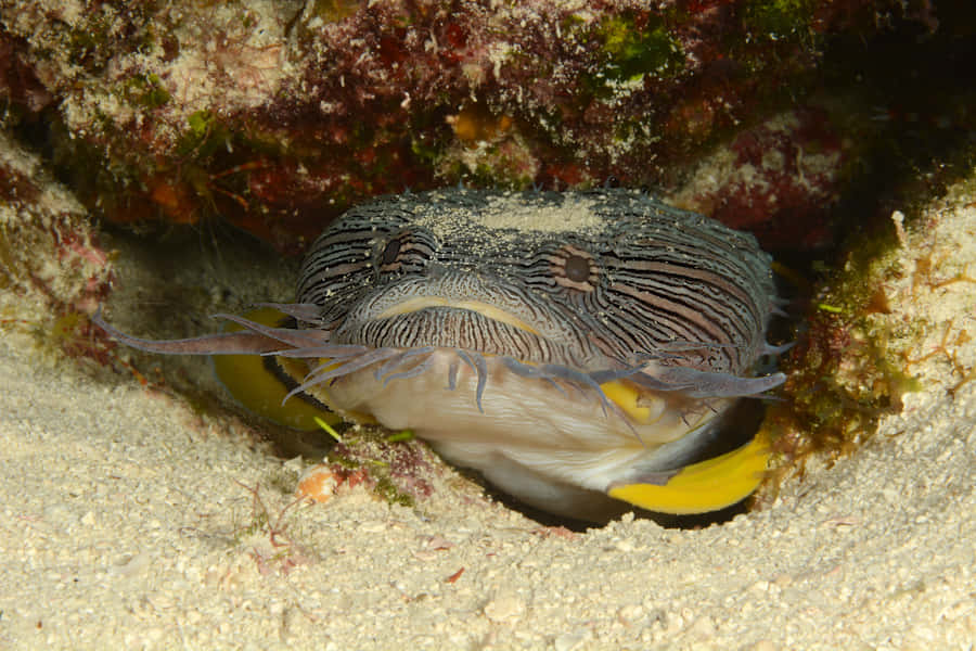 En Vibrant Toadfish i Naturlig Habitat