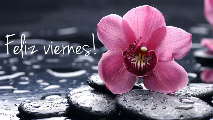 The Beauty of Friday - Feliz Viernes