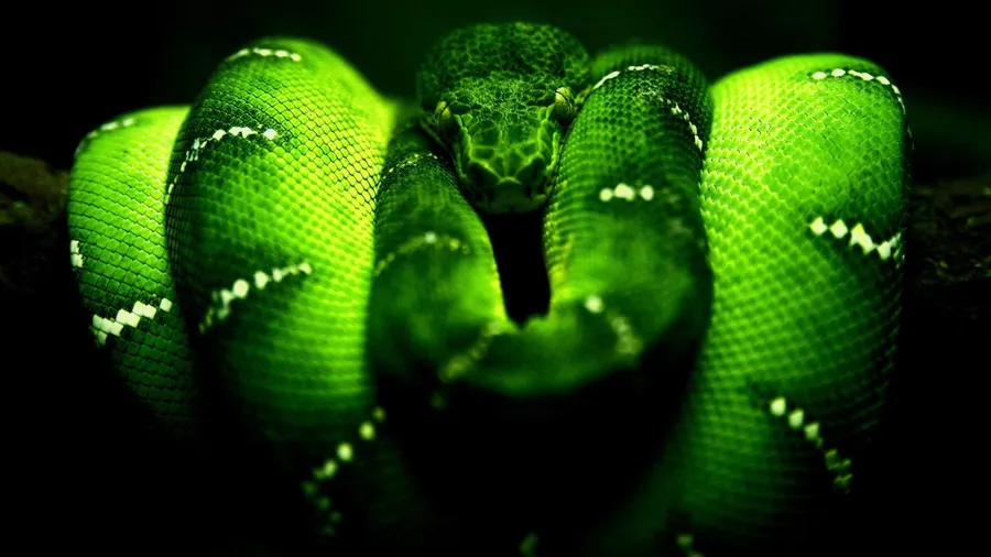 Python