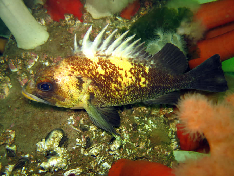 Peixe Rockfish Quillback Abaixo d'Água