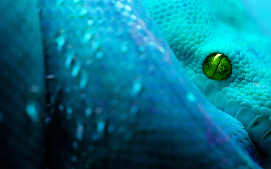 Cool Snake