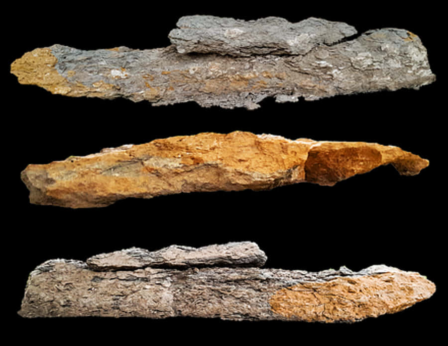 Fossilized Wood Specimens